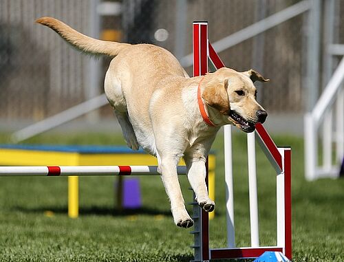 Beispielbild Hundesport | Foto: www.pixabay.com